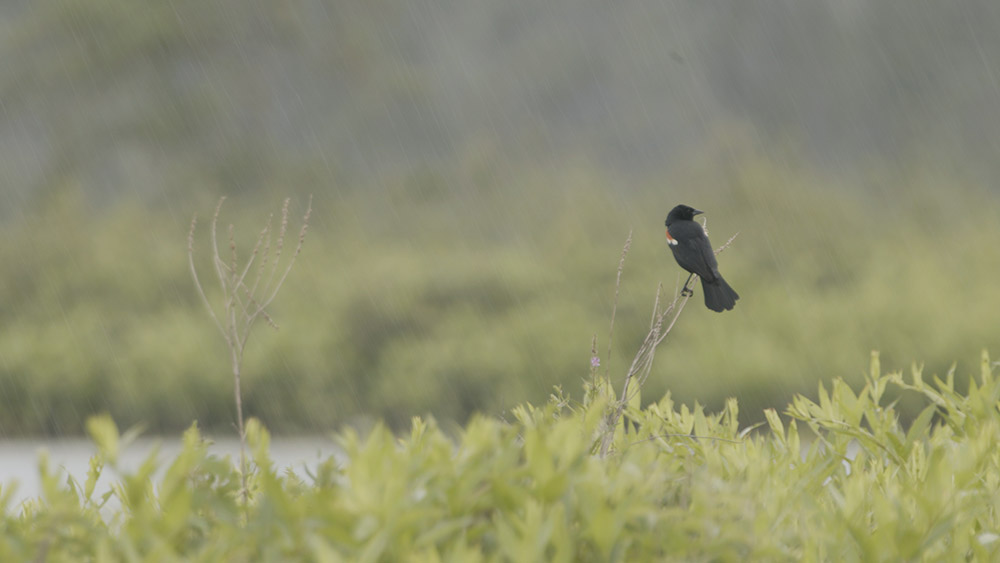 small black bird in a rain storm