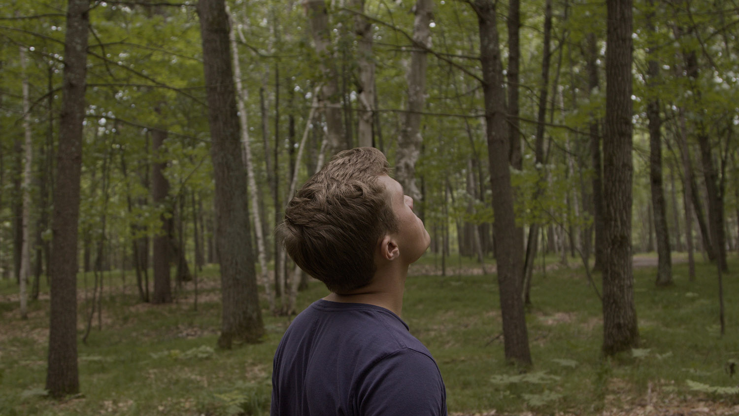 Young man in blue tshirt, in woods, looking up at trees