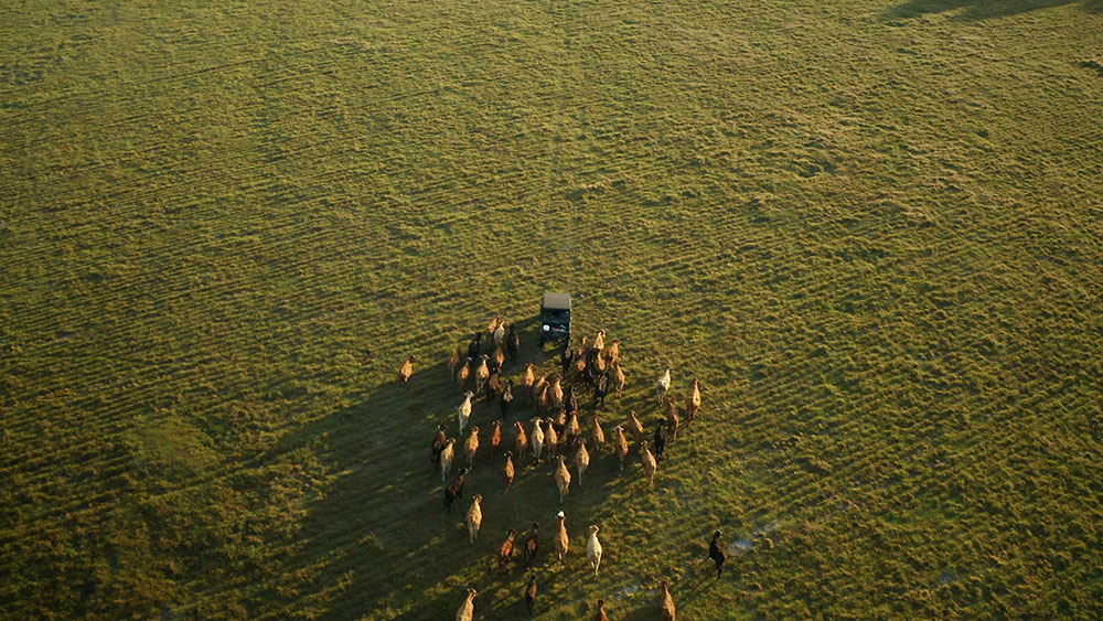 Birds eye view of farm vehicle driving with herd of cows following behind
