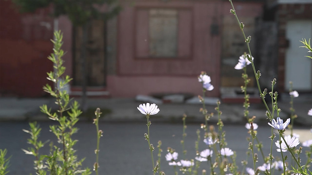 Flowers in foreground of an urban street